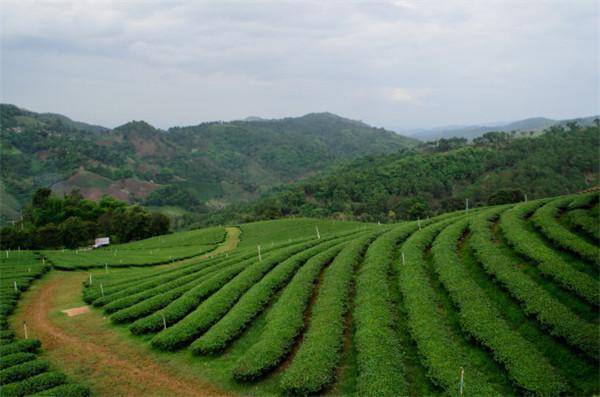 茶叶种植（茶叶种植可行性报告）